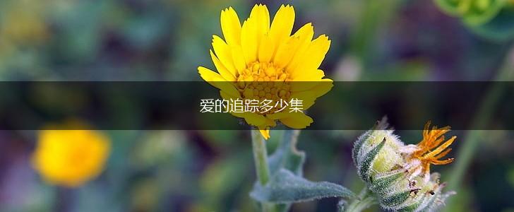 爱的追踪多少集,第1张