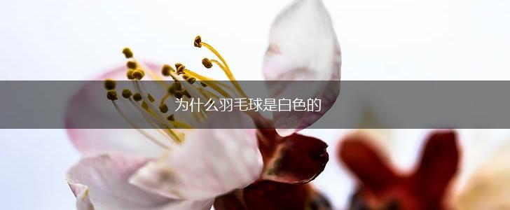 为什么羽毛球是白色的,第1张