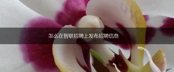 怎么在智联招聘上发布招聘信息,第1张
