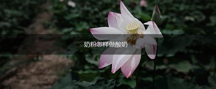奶粉怎样做酸奶,第1张