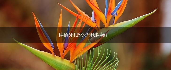 种植牙和烤瓷牙哪种好,第1张