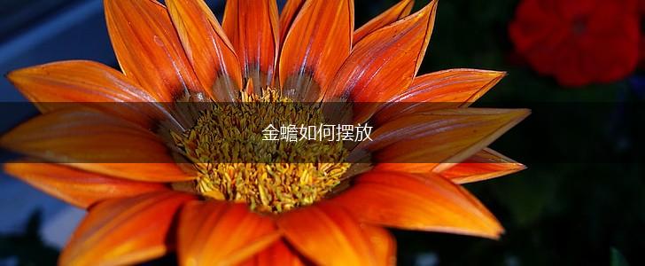 金蟾如何摆放,第1张
