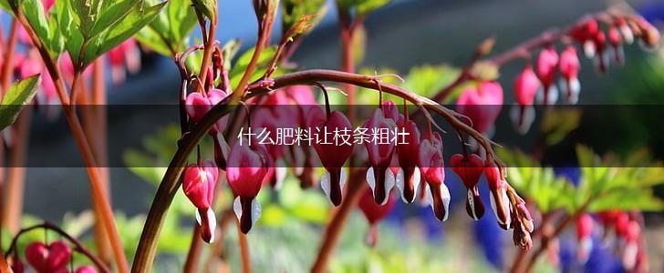 什么肥料让枝条粗壮,第1张