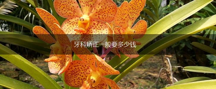 牙科矫正一般要多少钱,第1张