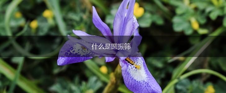 什么是圆振筛,第1张