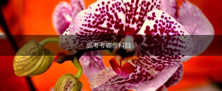 高考考哪些科目,第1张