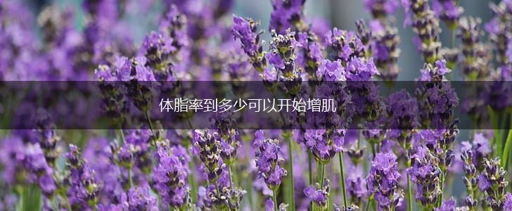 体脂率到多少可以开始增肌,第1张