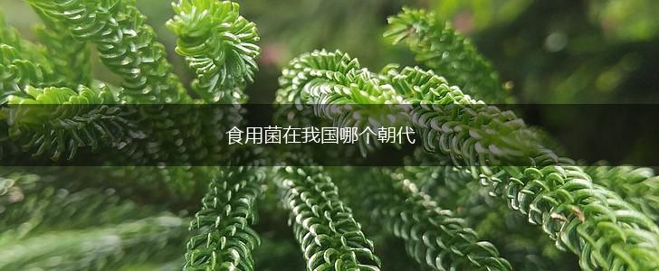 食用菌在我国哪个朝代,第1张