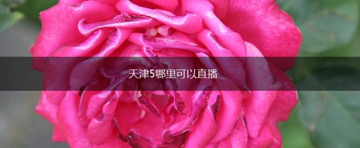 天津5哪里可以直播,第1张