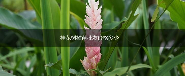 桂花树树苗批发价格多少,第1张