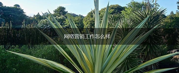 网络营销工作怎么样,第1张