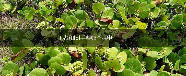 王者和lol手游哪个耗电,第1张