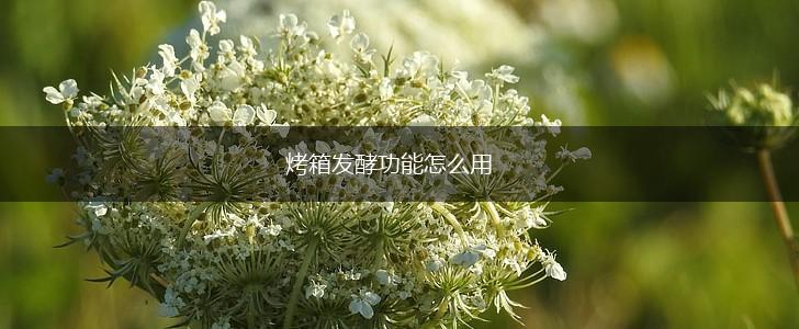烤箱发酵功能怎么用,第1张