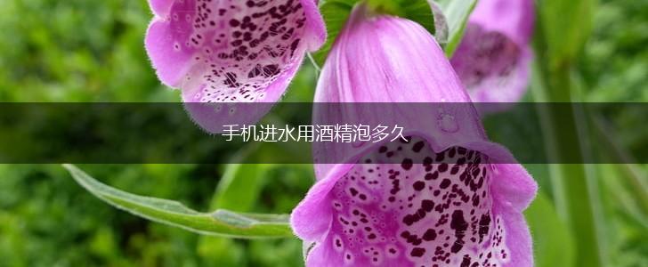 手机进水用酒精泡多久,第1张