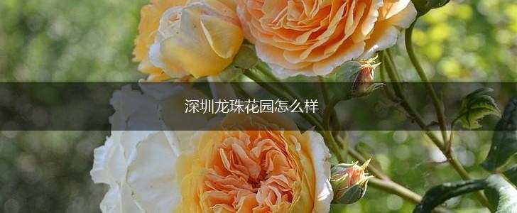 深圳龙珠花园怎么样,第1张