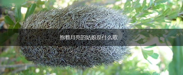 抱着月亮的姑娘是什么歌,第1张