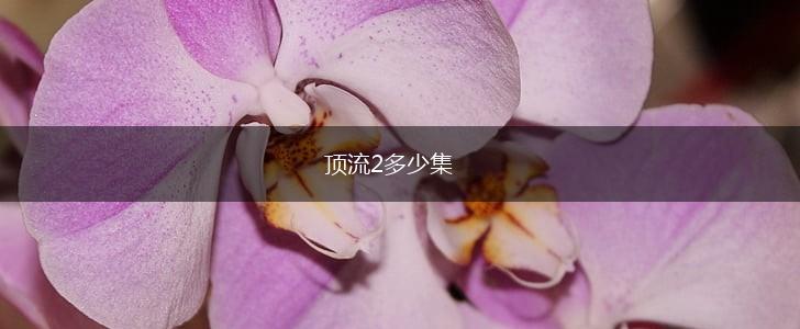 顶流2多少集,第1张