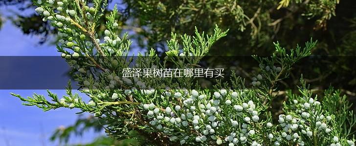 盛泽果树苗在哪里有买,第1张
