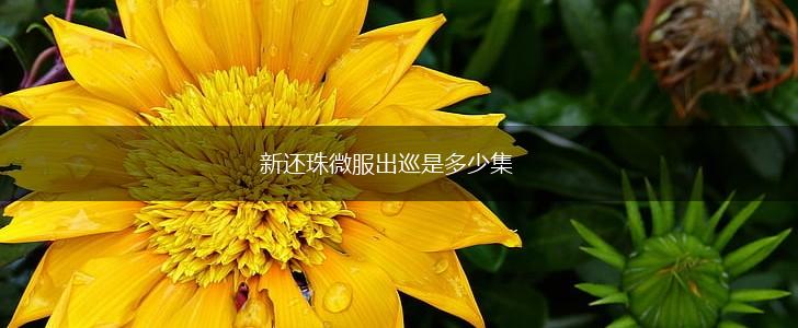 新还珠微服出巡是多少集,第1张