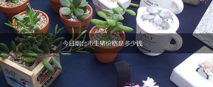今日烟台市生猪价格是多少钱,第1张