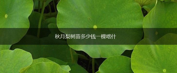 秋月梨树苗多少钱一棵喀什,第1张
