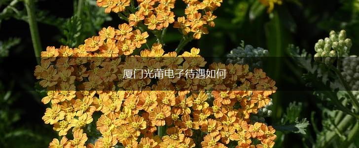 厦门光莆电子待遇如何,第1张