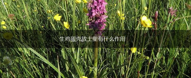 生鸡蛋壳放土里有什么作用,第1张