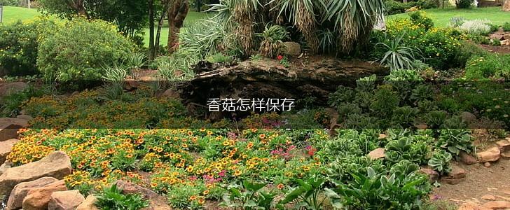 香菇怎样保存,第1张