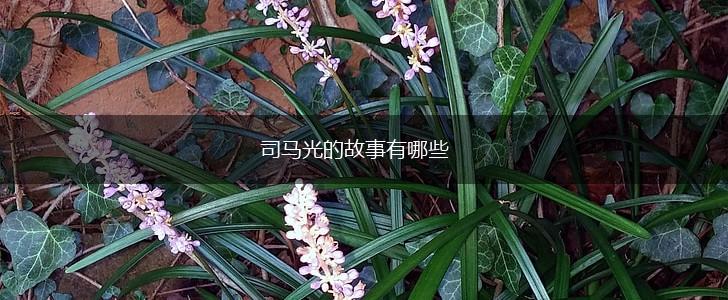 司马光的故事有哪些,第1张