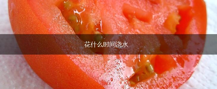 花什么时间浇水,第1张