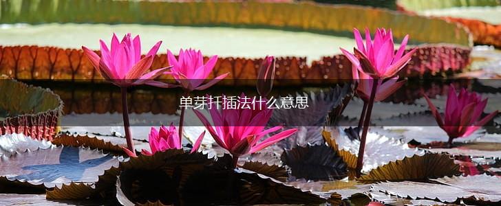 单芽扦插法什么意思,第1张