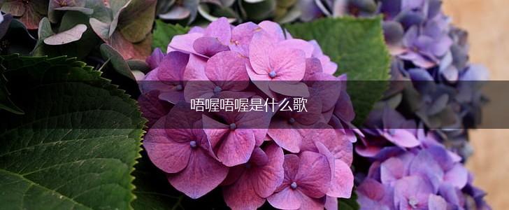 唔喔唔喔是什么歌,第1张