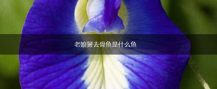 老娘舅去骨鱼是什么鱼,第1张
