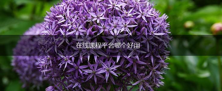 在线课程平台哪个好用,第1张