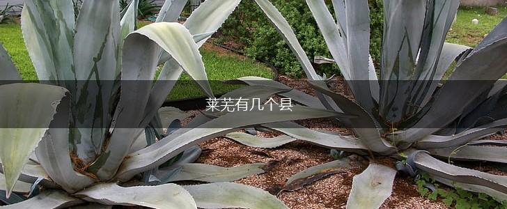 莱芜有几个县,第1张