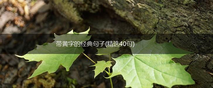 带黄字的经典句子(精选40句),第1张