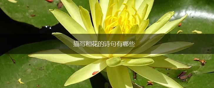 描写和花的诗句有哪些,第1张