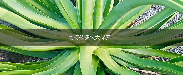阿特兹多久大保养,第1张