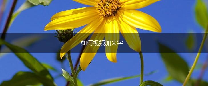 如何视频加文字,第1张