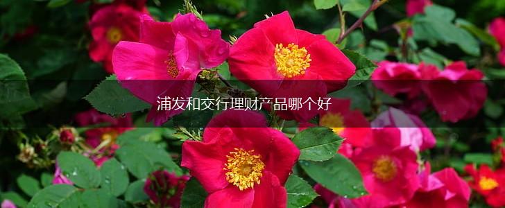 浦发和交行理财产品哪个好,第1张