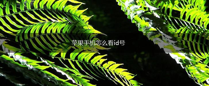 苹果手机怎么看id号,第1张