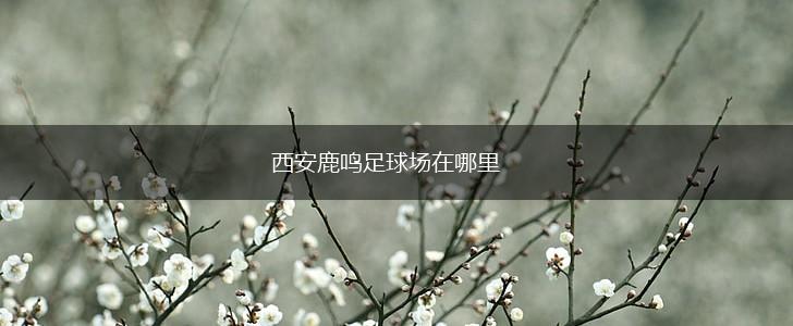 西安鹿鸣足球场在哪里,第1张