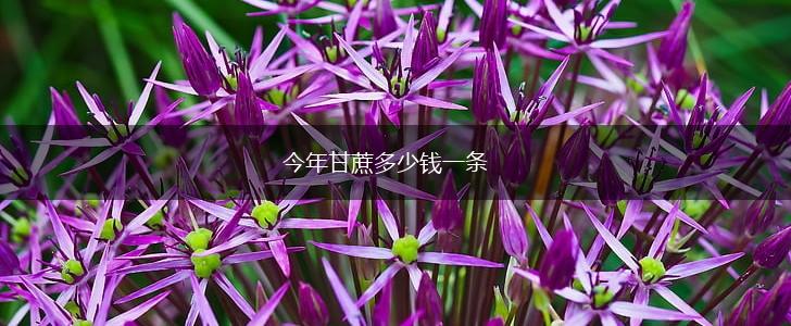 今年甘蔗多少钱一条,第1张