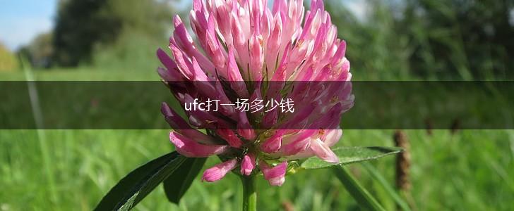 ufc打一场多少钱,第1张
