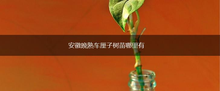 安徽晚熟车厘子树苗哪里有,第1张