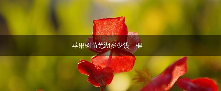 苹果树苗芜湖多少钱一棵,第1张