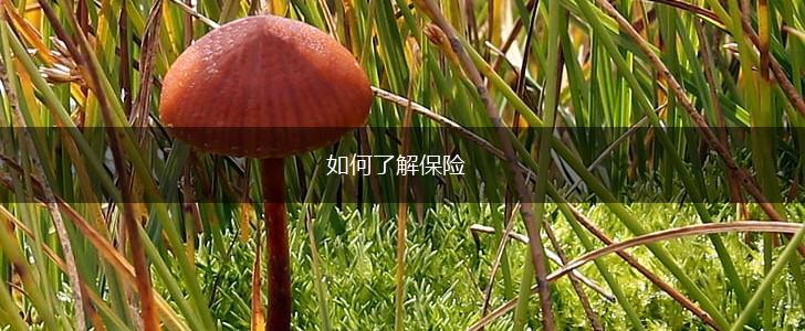 如何了解保险,第1张