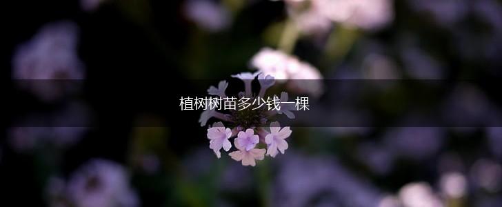 植树树苗多少钱一棵,第1张