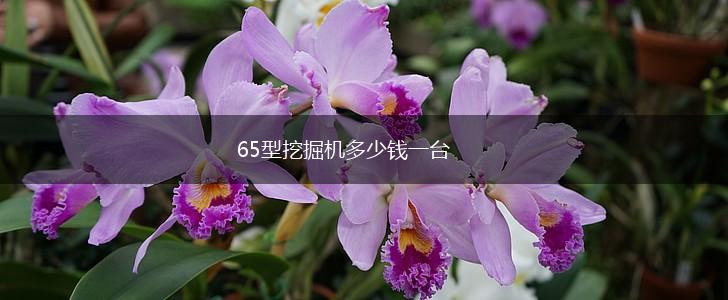 65型挖掘机多少钱一台,第1张