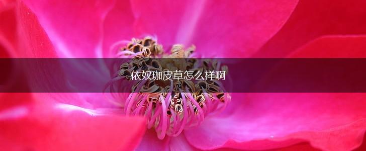 依奴珈皮草怎么样啊,第1张